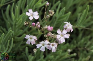 gypsophila repens (1)